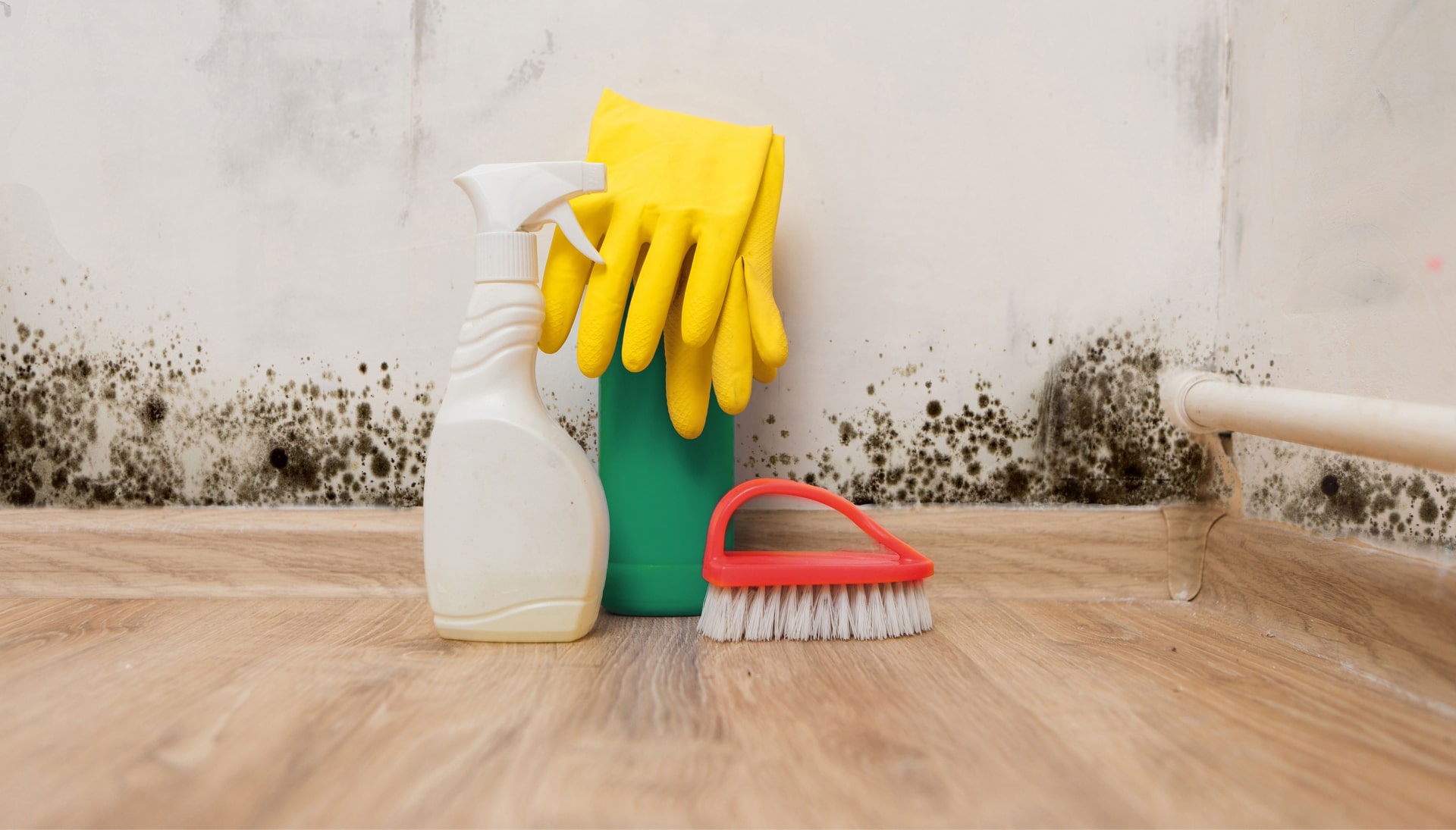 Know About Mold Removal In Springfield