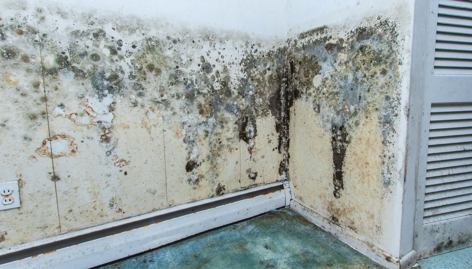 Mold Damage Odor Control Services in Springfield